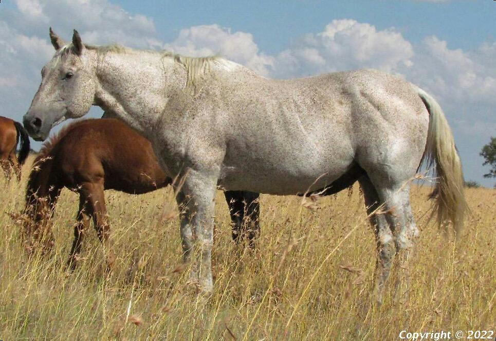 Redclifton Grey Wolf